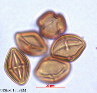 ISEM 1/Choisya_ternata_29175/Choisya_ternata_29175_0001(copy)_thumb.jpg